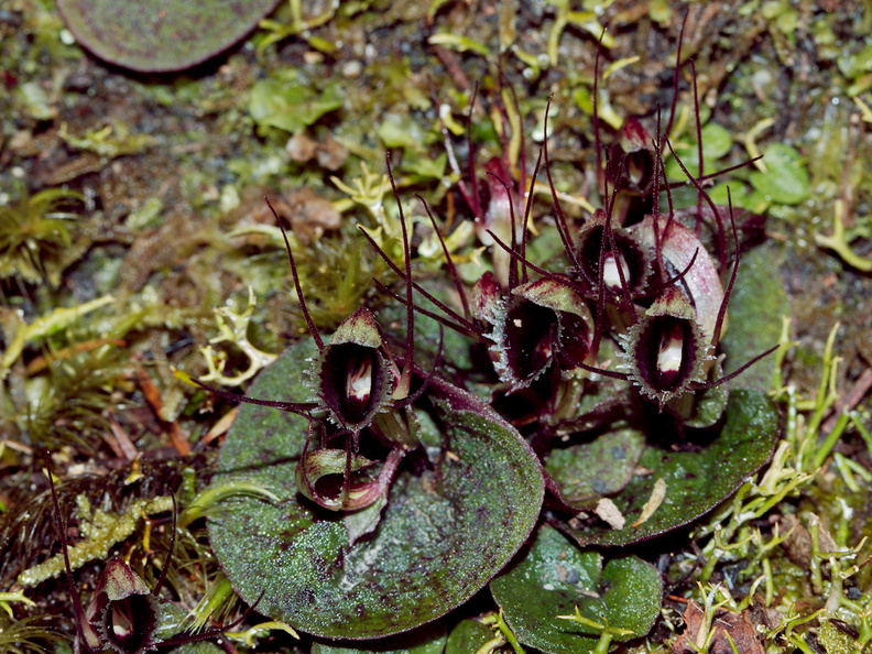 Corybas-oblongus-spider-orchid-flowering-group-Dundas-Track-Parihaka-2015-09-24-IMG_1429.jpg