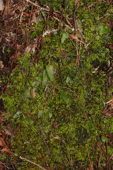 Cyrtostylis-oblonga-gnat-orchid-Hatea-River-Walk-Parihaka-Reserve-2015-09-29-IMG_1664.jpg