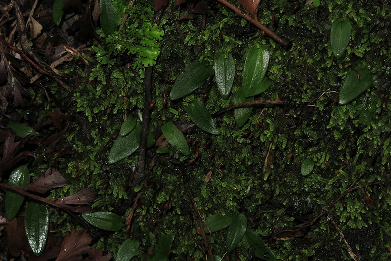Cyrtostylis-oblonga-gnat-orchid-Hatea-River-Walk-Parihaka-Reserve-2016-06-10-IMG_6940.jpg