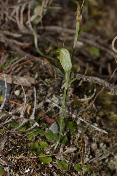 Pterostylis-sp-greenhood-orchid-Mair-Park-Parihaka-2015-09-16-IMG_1359.jpg