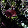 brown-shiny-mushroom-Drummond-Track-Parihaka-2017-05-26-IMG_8358.jpg