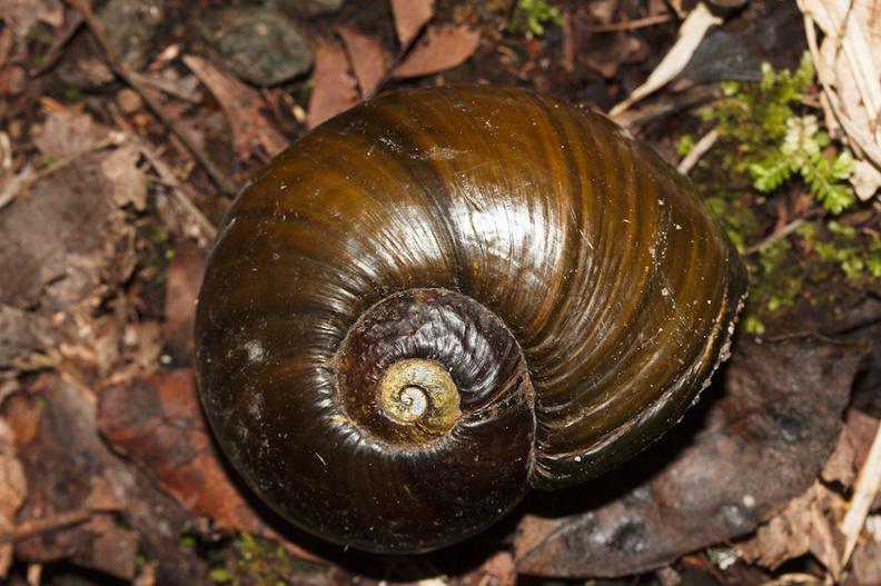 kauri-snail-Paryphanta-busbyi-pupurangi-near-Hatea-River-Mair-Park-Parihaka-2015-09-23-IMG_1413.jpg