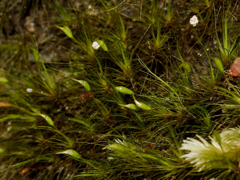 moss-sporophytes-Parihaka-Reserve-2015-10-04-IMG_1760.jpg