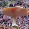 red-mushroom-at-beginning-of-Dundas-Ross-track-Parihaka-2017-05-20-IMG_8283.jpg