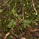 thallose-liverwort-Dobbins-trail-Mt-Parikaha-Whangarei-13-07-2011-IMG 2951