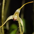 Poroglossum-muscosum-Whangarei-Orchid-Show-2015-09-25-IMG_1514.jpg