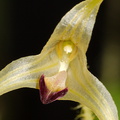 Poroglossum-muscosum-Whangarei-Orchid-Show-2015-09-25-IMG_1514_v2.jpg