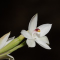 Thelymitra-longifolia-orchid-Smugglers-Cove-2015-11-23-IMG_2703.jpg