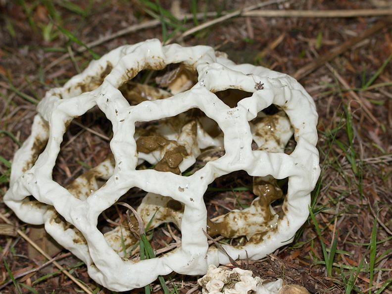 basket-fungus-Smugglers-Cove-Track-Whangarei-Heads-2013-07-09-IMG_9189.jpg
