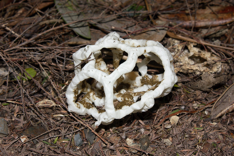 basket-fungus-stinkhorn-Bream-Head-track-Whangarei-11-07-2011-IMG_2844.jpg