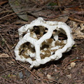 basket-fungus-stinkhorn-Bream-Head-track-Whangarei-11-07-2011-IMG_2844.jpg