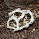 basket-fungus-stinkhorn-Bream-Head-track-Whangarei-11-07-2011-IMG 2844