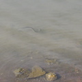 eel-in-brackish-water-Town-Basin-Whangarei-2016-07-31-IMG_7202.jpg