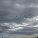 gannets-above-Urquharts-Bay-Bream-Head-track-Whangarei-11-07-2011-IMG 2886