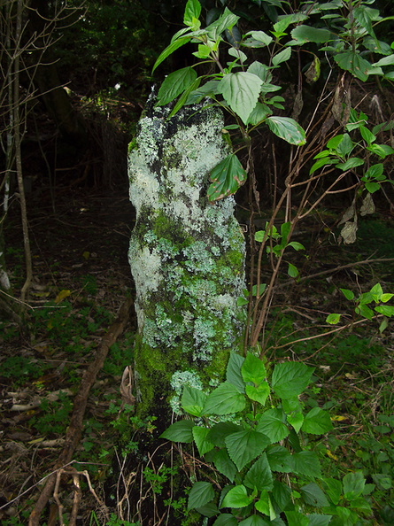 lichen-and-moss-covered-tree-fern-trunk-near-mangroves-Boswells-Track-Whangarei-Harbour-16-07-2011-IMG_9272.jpg