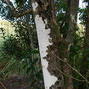 lichen-white-crustose-on-tree-trunk-near-mangroves-Boswells-Track-Whangarei-Harbour-16-07-2011-IMG 9270