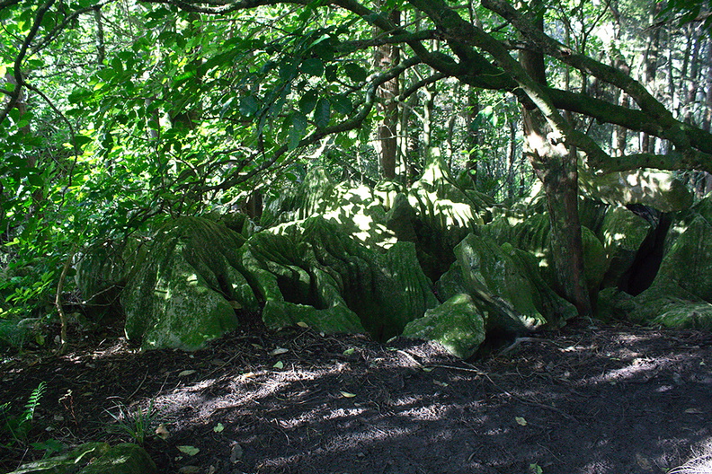 limestone-rock-forest-Abbey-Caves-Whangarei-16-07-2011-IMG_3003.jpg