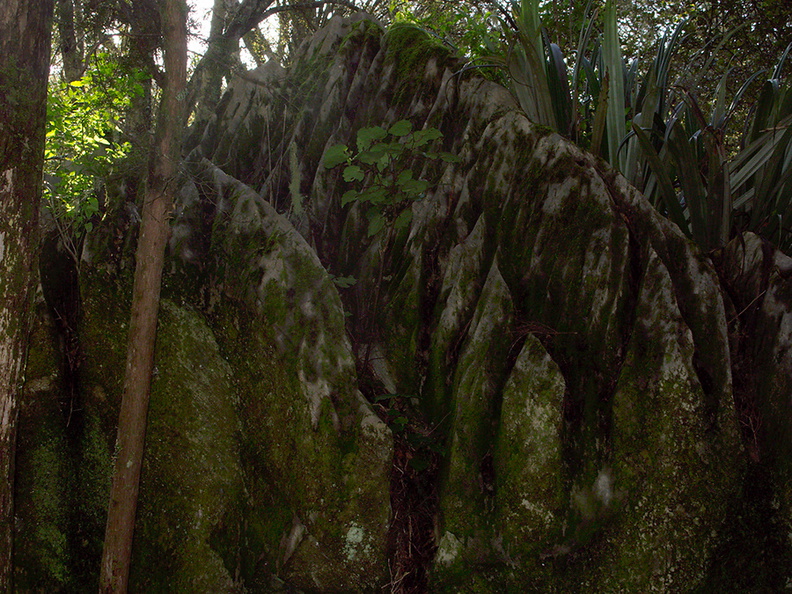 limestone-rock-forest-Abbey-Caves-Whangarei-16-07-2011-IMG_9275.jpg
