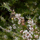 native-bee-on-manuka-Leptospermum-flowers-Smugglers-Cove-2015-11-23-IMG 6400