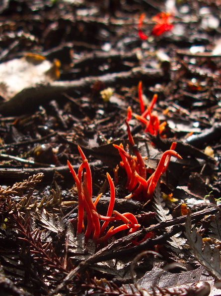 red-coral-fungus-Coronation-Reserve-Whangarei-18-07-2011-IMG_9335.jpg