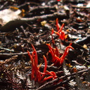 red-coral-fungus-Coronation-Reserve-Whangarei-18-07-2011-IMG 9335