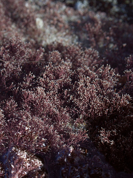 red-seaweed-Smugglers-Cove-Whangarei-Heads-2013-07-09-IMG_9198.jpg