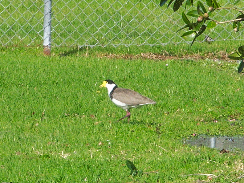 spur-winged-plover-in-field-at-municipal-dump-station-Whangarei-15-07-2011-IMG_9264.jpg