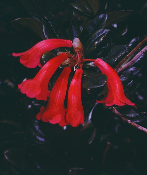 Rhododendron-alticolum-Bulldog-Rd-PNG-1974-099.jpg