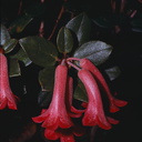 Rhododendron-atropurpureum-pub-Q-Bull-Am-Rhod-Mt-Wilhelm-1975-PNG-096