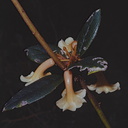 Rhododendron-beyrinckianum-var-alba-Mt-Bangeta-PNG-1975-073