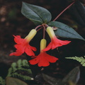 Rhododendron-christii-Kew-1982-PNG-094.jpg