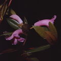 Rhododendron-dielsianium2-Gumine-PNG-no-date-083.jpg