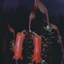 Rhododendron-gaultherifolium-var-expositum-Mt-Burgers-004a-PNG-1977