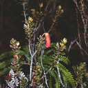 Rhododendron-gaultherifolium-var-expositum-Mt-Burgers-PNG-1977-005