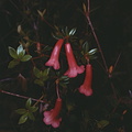 Rhododendron-gracilentum-Bulldog-Rd-PNG-1975-059.jpg