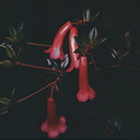 Rhododendron-gracilentum-Bulldog-Rd-PNG-1975-065