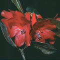 Rhododendron-hellwigii-Mt-Bangeta-PNG-1975-029.jpg