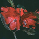 Rhododendron-hellwigii-Mt-Bangeta-PNG-1975-029