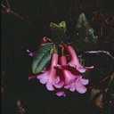 Rhododendron-leptanthum-6500-ft-Mt-Kaindi-PNG-1974-076