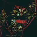 Rhododendron-lindenianum-Bulldog-Rd-PNG-1975-017a.jpg