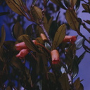Rhododendron-luteosquamatum-Edie-Creek-PNG-1975-110