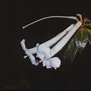 Rhododendron-maius-Bulldog-Rd-PNG-1975-034