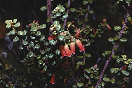 Rhododendron-nummatum-Bulldog-Rd-PNG-1977-010