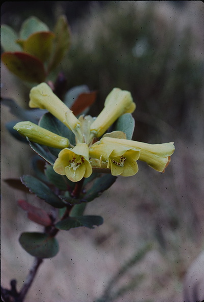 Rhododendron-pachycarpon-PNG-1976-103.jpg