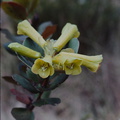 Rhododendron-pachycarpon-PNG-1976-103