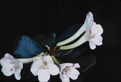 Rhododendron-pleianthum-Bulldog-Rd-PNG-1976-046