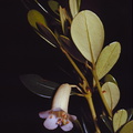 Rhododendron-rhodostomum-Mt-Bangeta-PNG-1975-063.jpg