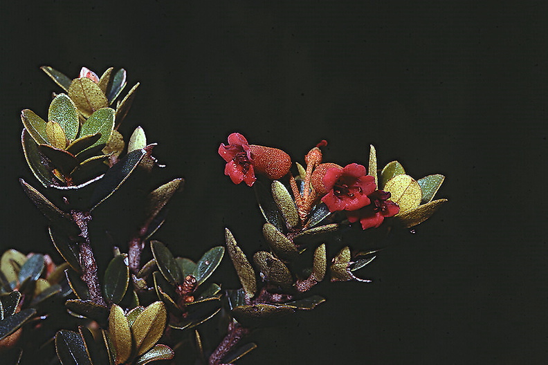 Rhododendron-saruwagedicum-Mt-Bangeta-PNG-1975-012.jpg