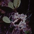 Rhododendron-solitarium-Mt-Kaindi-PNG-1974-084.jpg