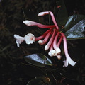 Rhododendron-tuba-PNG-1974-048.jpg